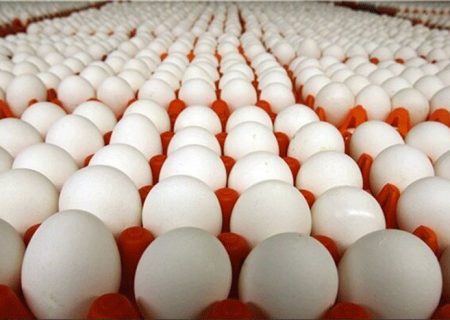 وعده ثبات قیمت از هفته آینده/ قیمت هر کیلو تخم مرغ برای مصرف کننده ۱۶ هزار و ۹۰۰ تومان