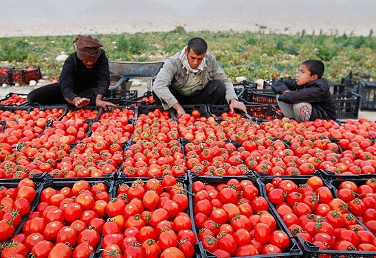 بازار گوجه تحت تاثیر شرایط فصلی است