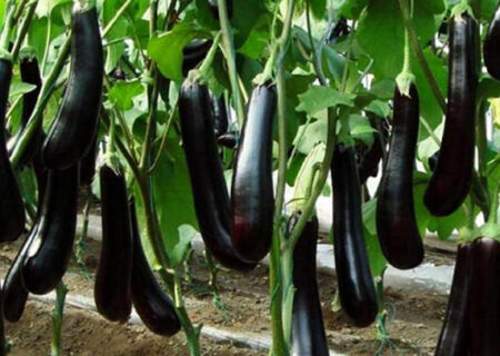 بادنجان رکورد گرانی خوراکی‌ها را از آن خود کرد